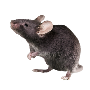 Dedetização de Ratos